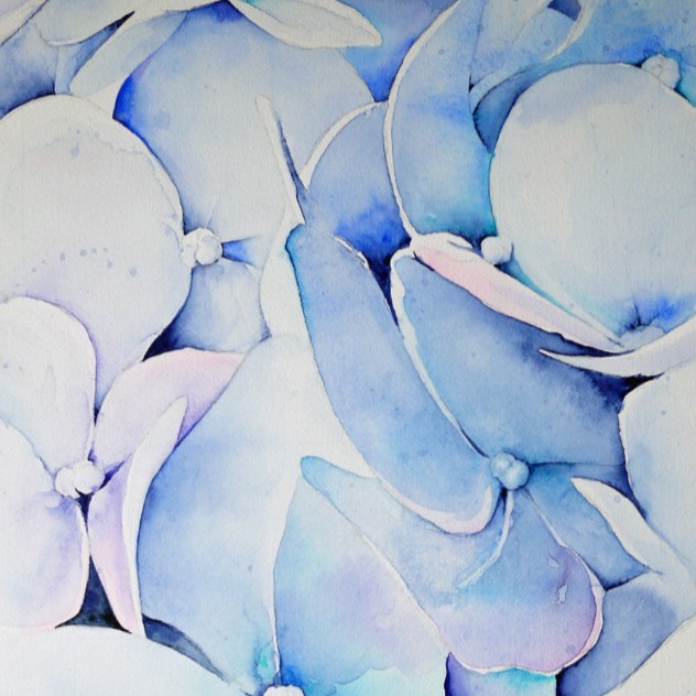 Aquarellbild einer mehrerer Hortensienblüten in Blautönen